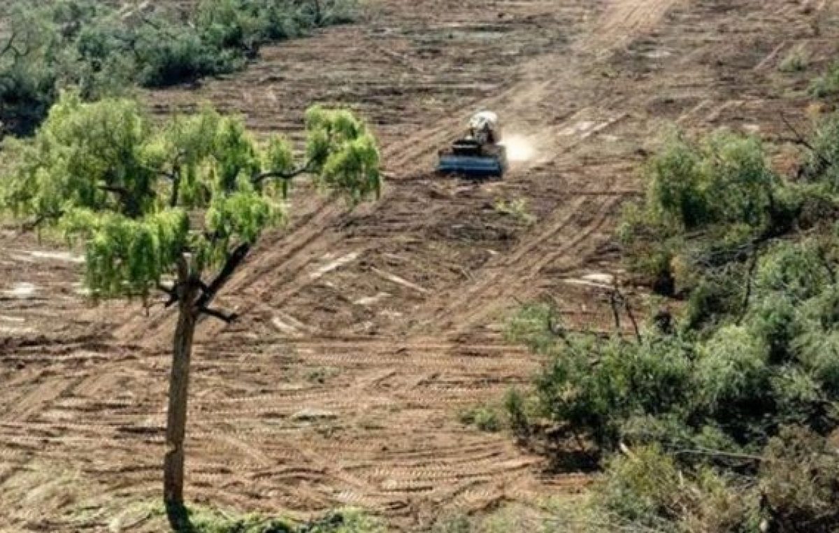 Santa Fe perdió el 82 por ciento de sus bosques nativos en los últimos 80 años