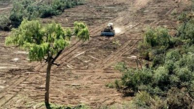Santa Fe perdió el 82 por ciento de sus bosques nativos en los últimos 80 años