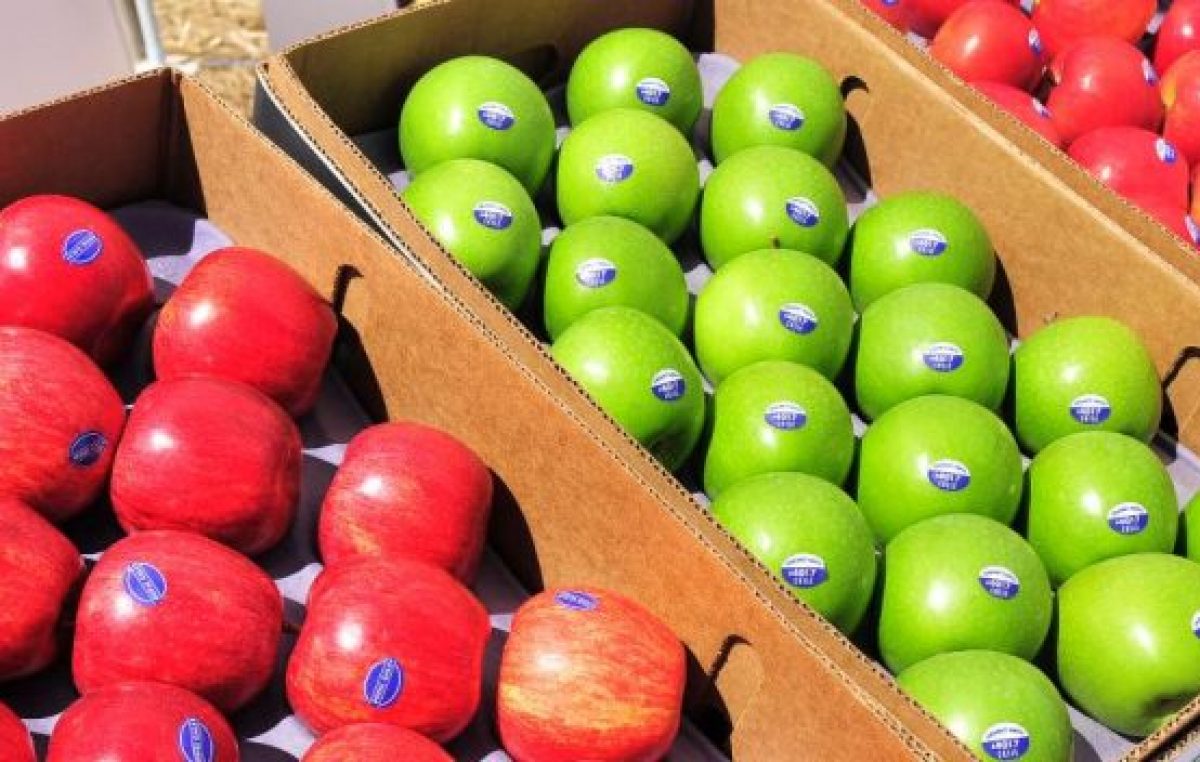 Brotes marchitos: las exportaciones de manzanas a Brasil cayeron un 58,4% interanual