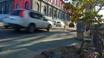 Caracterizarán y censarán a los árboles en gran parte de Córdoba