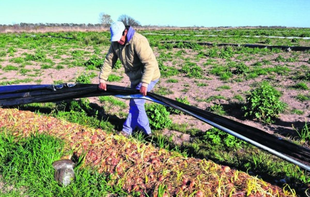 La crisis de la cebolla pone en riesgo miles de empleos