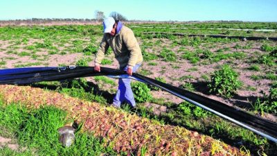 La crisis de la cebolla pone en riesgo miles de empleos