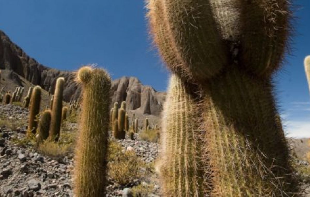 Paseá por Salta entre cardones y flores