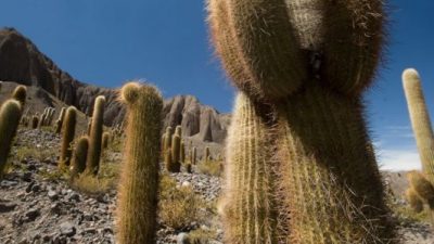 Paseá por Salta entre cardones y flores
