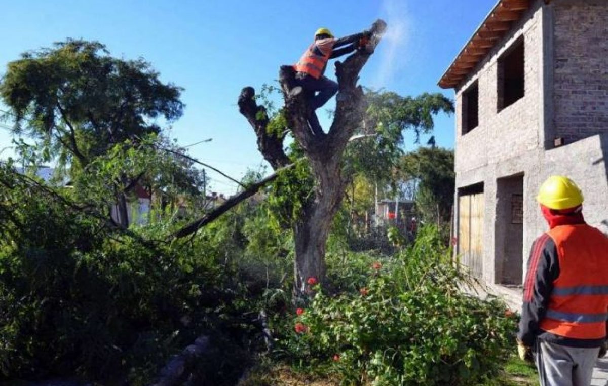 Junín logró que se suspenda una millonaria multa por poda del arbolado público