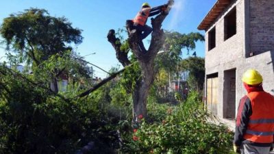 Junín logró que se suspenda una millonaria multa por poda del arbolado público