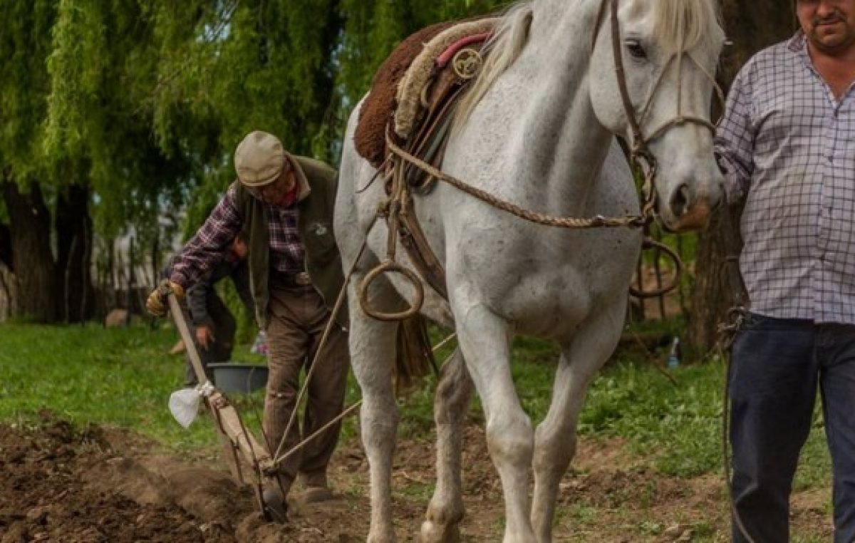 Don Vazquez no deja de arar la tierra y sembrar maíz en el norte neuquino