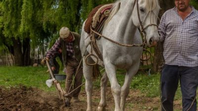 Don Vazquez no deja de arar la tierra y sembrar maíz en el norte neuquino