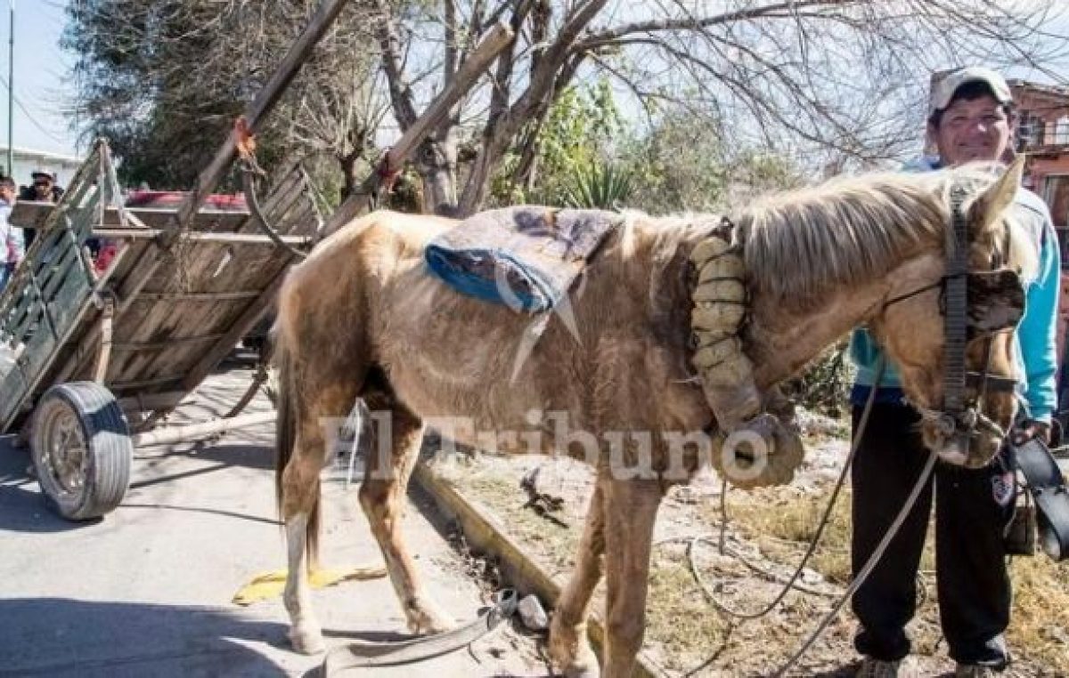 Carreros salteños entregaron 83 caballos