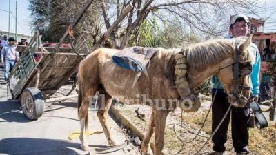 Carreros salteños entregaron 83 caballos