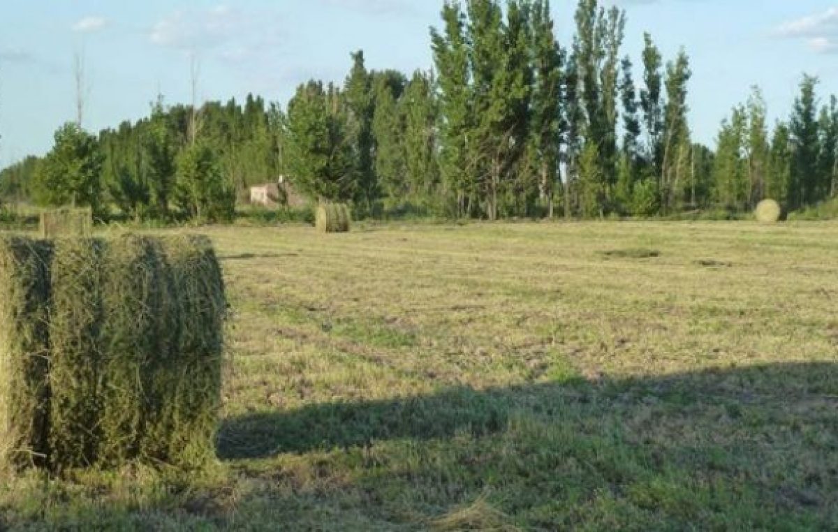 Buscan que chacras familiares exporten alfalfa de Río Negro a los Emiratos Árabes