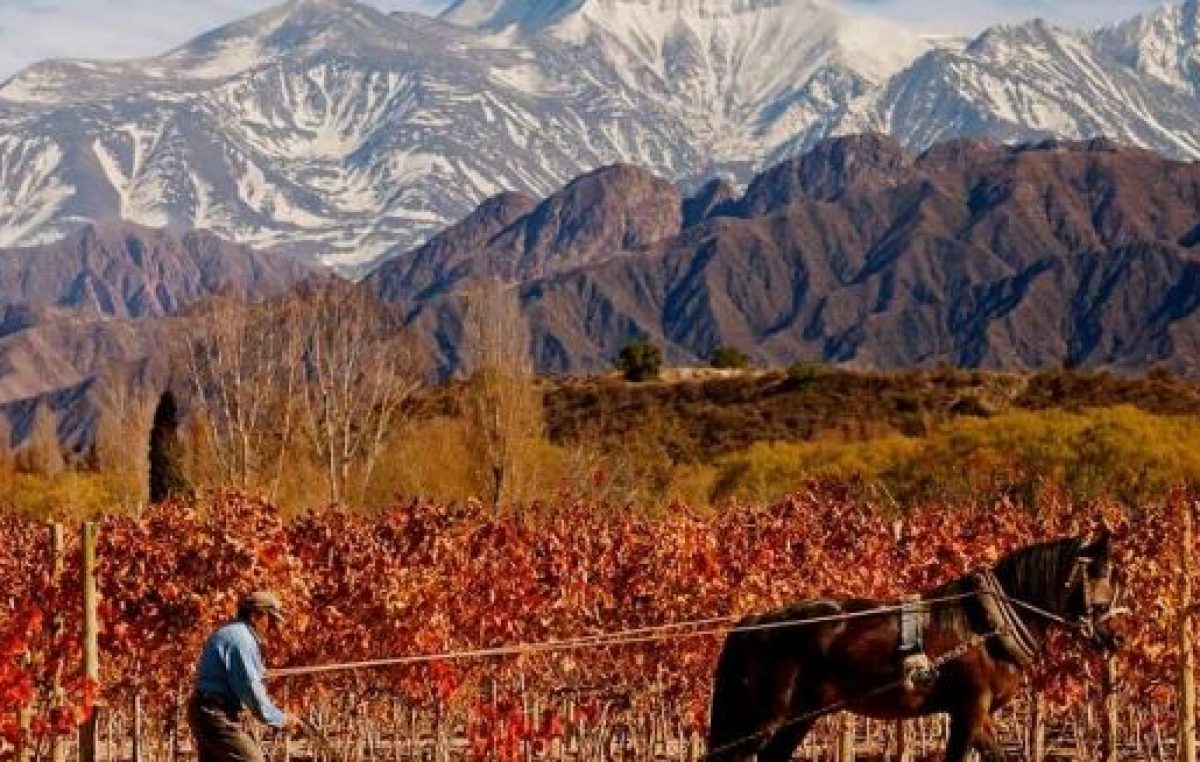 Mendoza entre los destinos «más amigables» y simples para hacer enoturismo