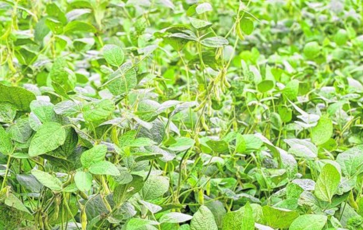 Rosario: Buscan que sojeros locales se reconviertan a la agroecología