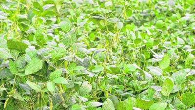 Rosario: Buscan que sojeros locales se reconviertan a la agroecología
