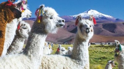 Pastos Grandes, en el corazón de la Puna, tuvo su fiesta ganadera