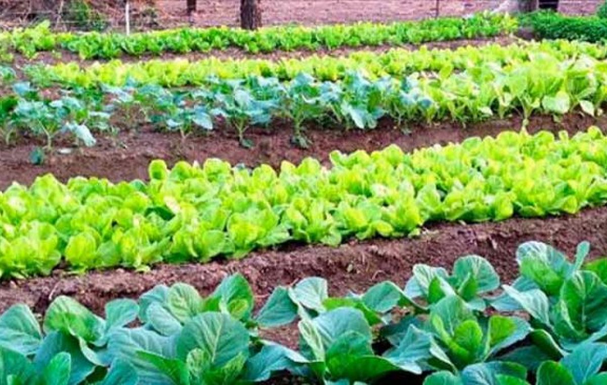 Avanza el desarrollo de huertas sustentables en Chajarí
