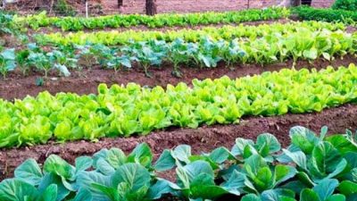 Avanza el desarrollo de huertas sustentables en Chajarí