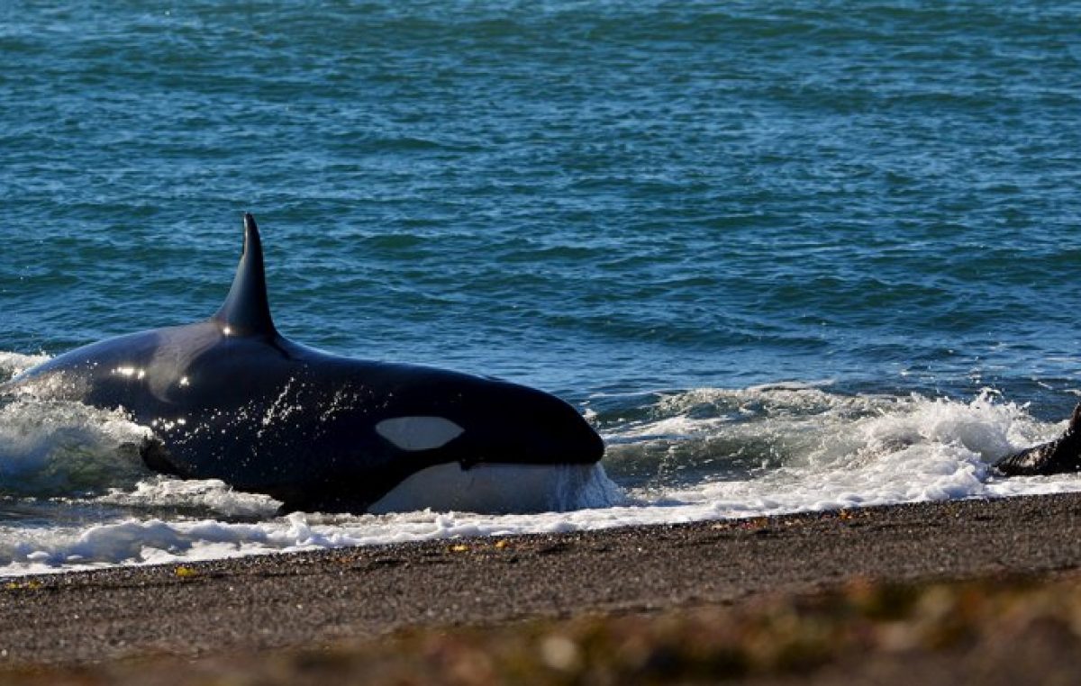Mundo Orca