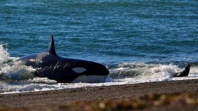 Mundo Orca