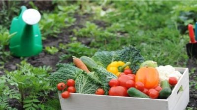 Ya son 17 las familias de Moldes que apuestan a las huertas agroecológicas