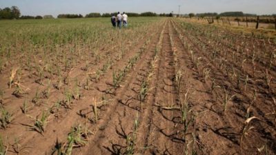 Declaran la Emergencia Agropecuaria en otros 24 municipios bonaerenses: suman 51 distritos