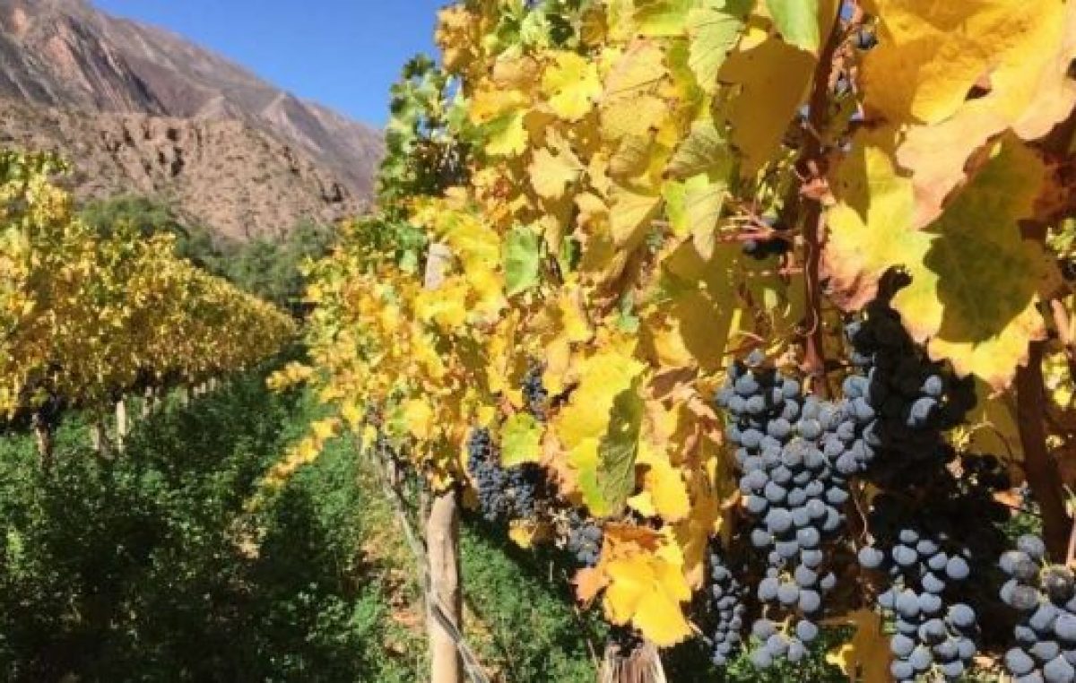 5º Vendimia de Extrema Altura en Viñas del Perchel