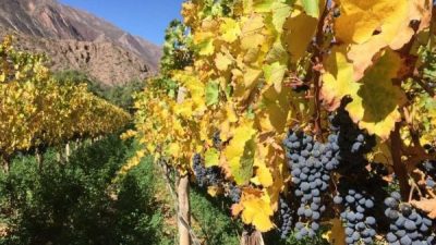 5º Vendimia de Extrema Altura en Viñas del Perchel