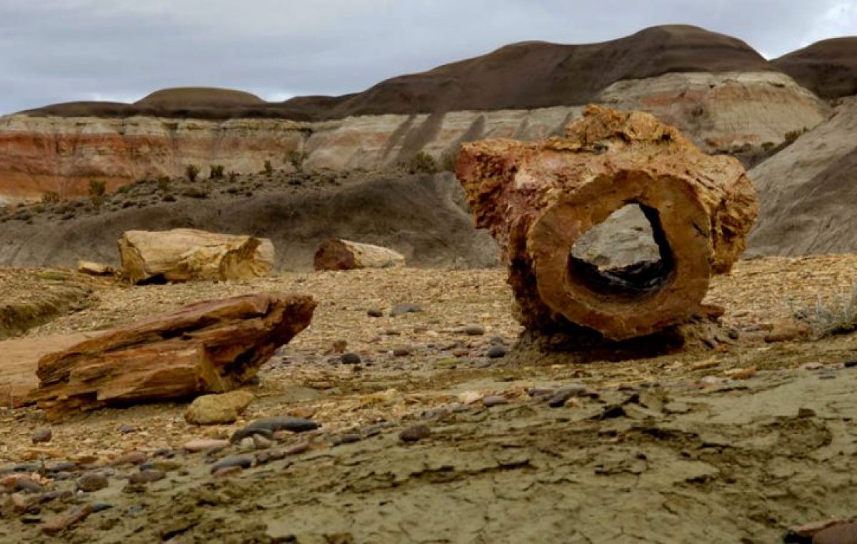 Naturaleza de impacto: conocé el bosque petrificado de Chubut
