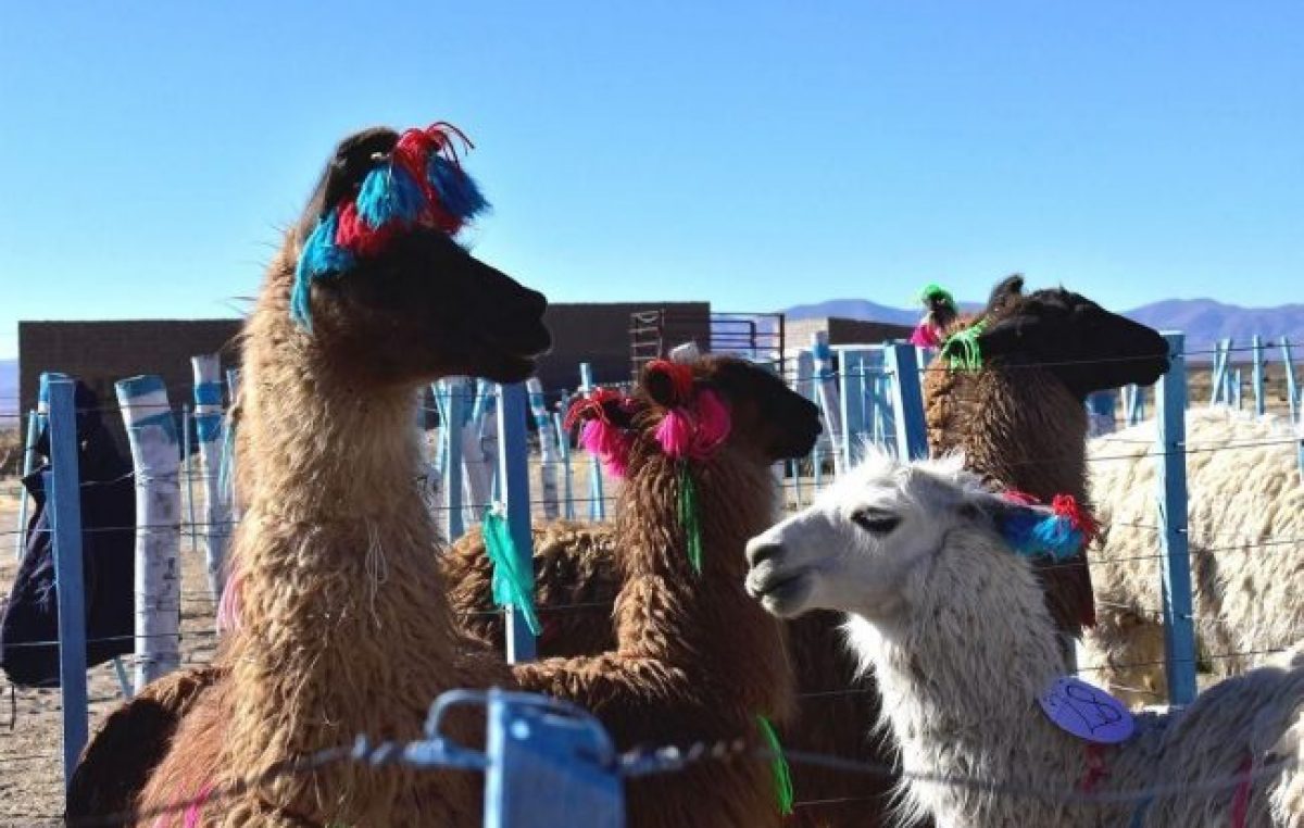 Expo Feria ganadera de Tambillos