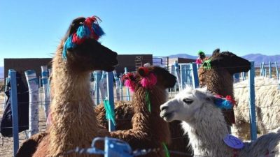 Expo Feria ganadera de Tambillos