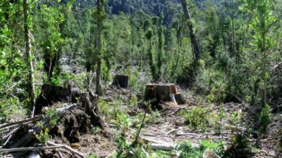 Alerta por la deforestación de la Amazonia