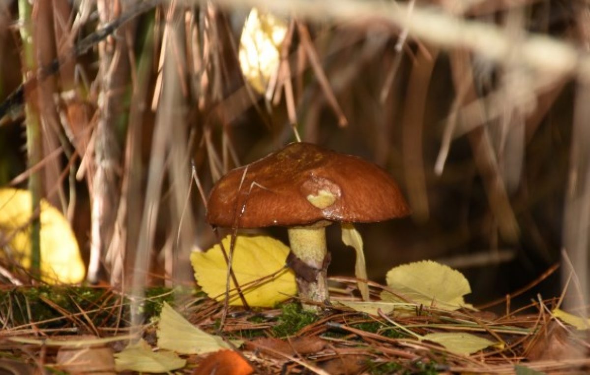 El fabuloso mundo de los hongos de la Comarca Andina