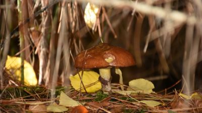 El fabuloso mundo de los hongos de la Comarca Andina