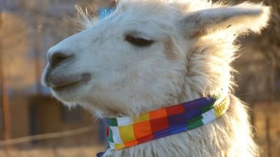 XXI Expo Feria de Reproductores Camélidos y Ovinos y la XIV Feria de Agricultores y Artesanos Andinos en el pueblo La Intermedia