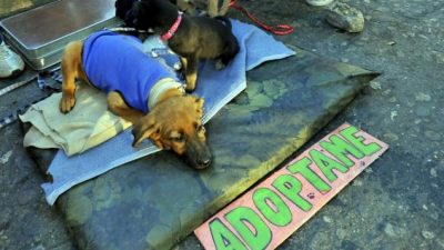 Descuentos en impuestos municipales para quienes adopten mascotas en Anisacate