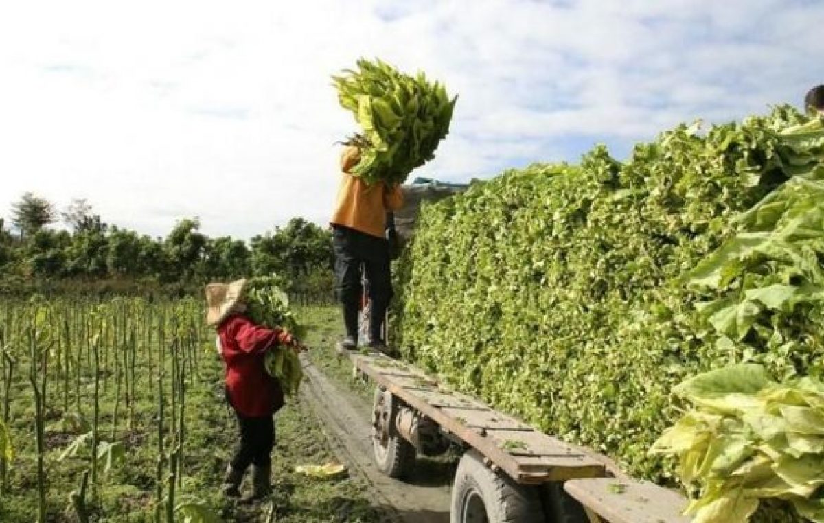 Intercosecha en Valle de Lerma: 7 mil subsidios menos y un drama regional