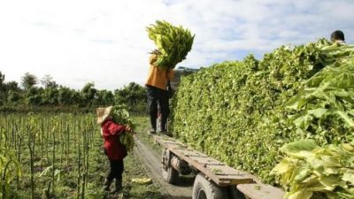 Intercosecha en Valle de Lerma: 7 mil subsidios menos y un drama regional
