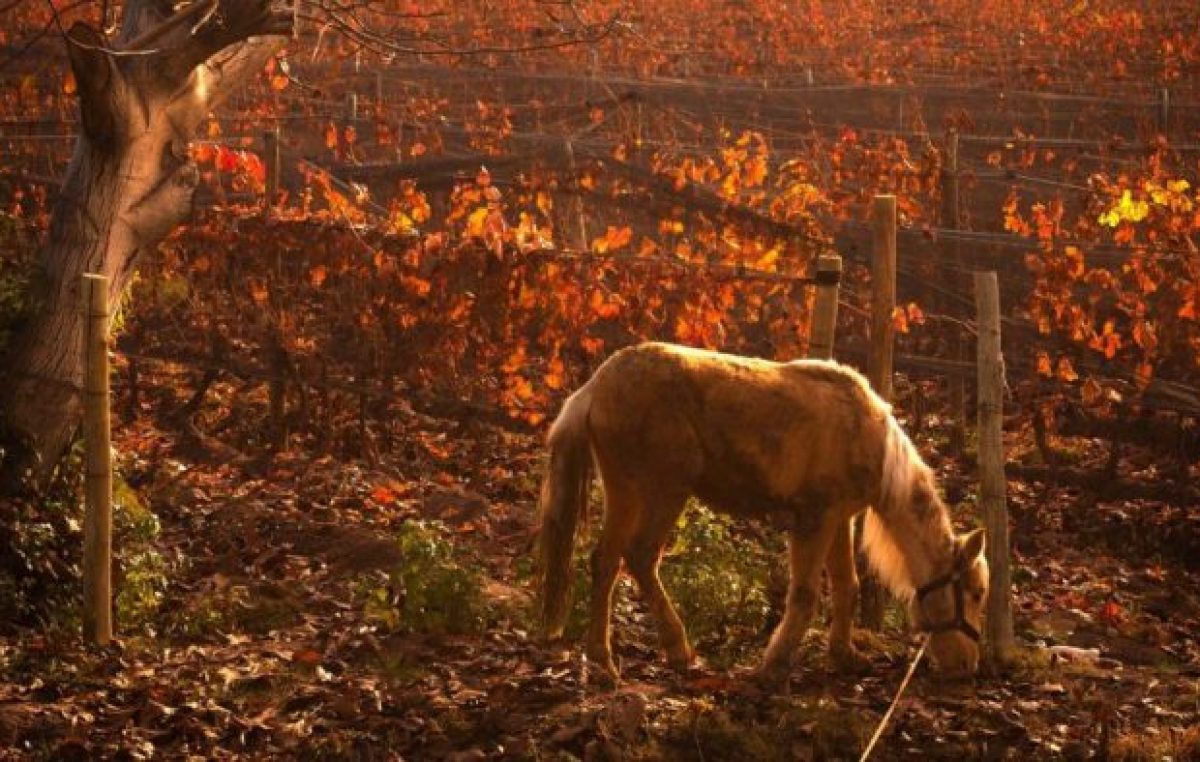 La belleza de Mendoza en el frío otoño