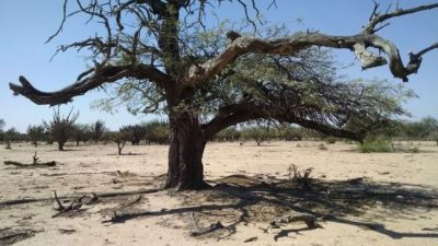 La desertificación condena al Chaco salteño a la pobreza