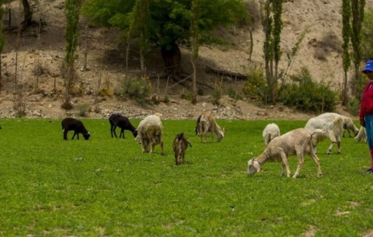 Más de mil pequeños productores salteños se endeudarán sin saberlo