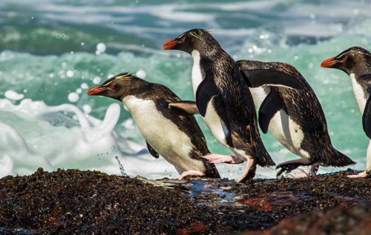 Por la Patagonia y mirando el mar: conocé la Ruta Azul