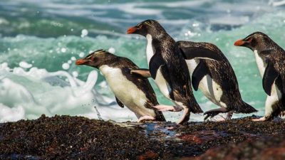 Por la Patagonia y mirando el mar: conocé la Ruta Azul