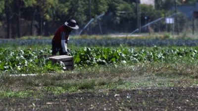 Rosario: Mejoraron su economía y la convivencia con las huertas agroecológicas