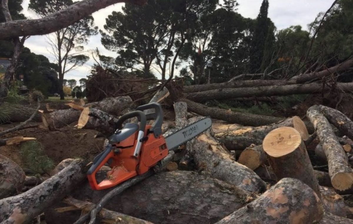 Ecocidio en Tornquist: el intendente taló más de 100 árboles y destruyó patrimonio histórico