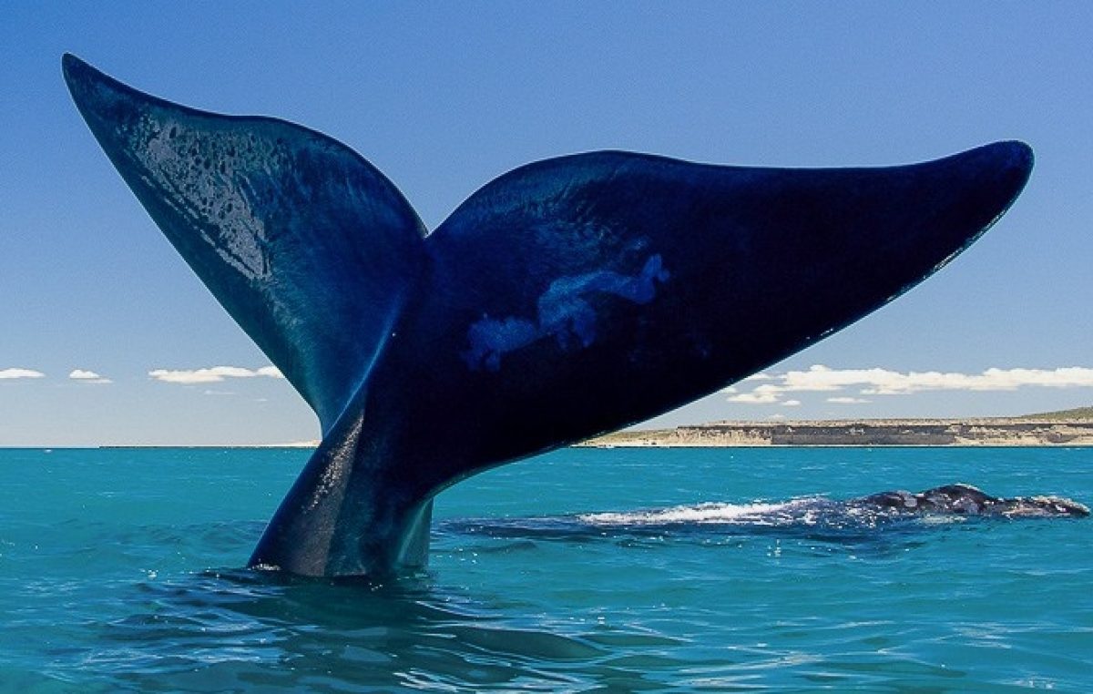 Día de la Ballena: Puerto Pirámides celebra aniversario del rescate de Garra