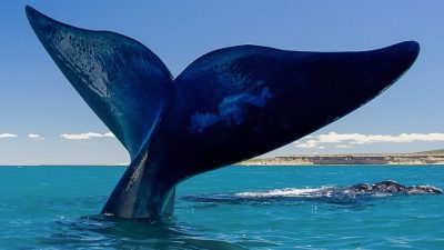 Día de la Ballena: Puerto Pirámides celebra aniversario del rescate de Garra