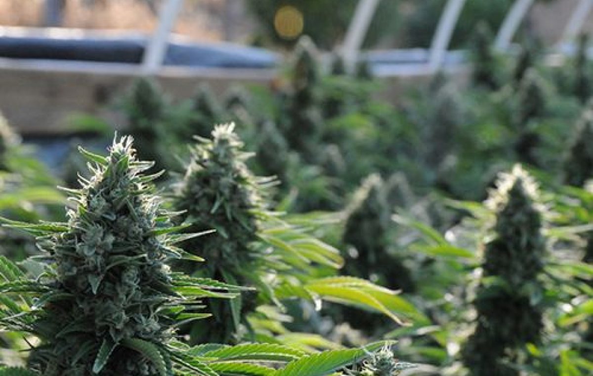 Un municipio bonaerense se prepara para cultivar cannabis con fines medicinales