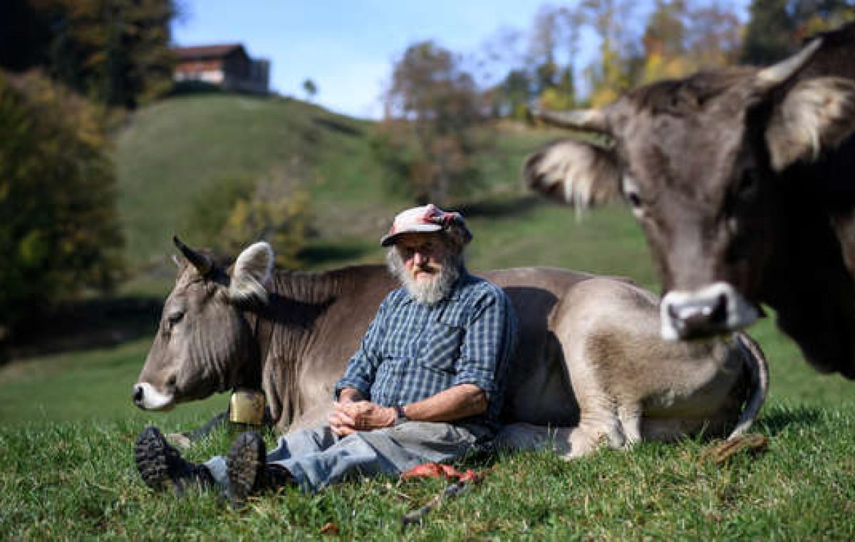 Vacas sin cuernos  