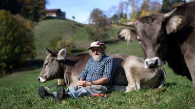 Vacas sin cuernos  