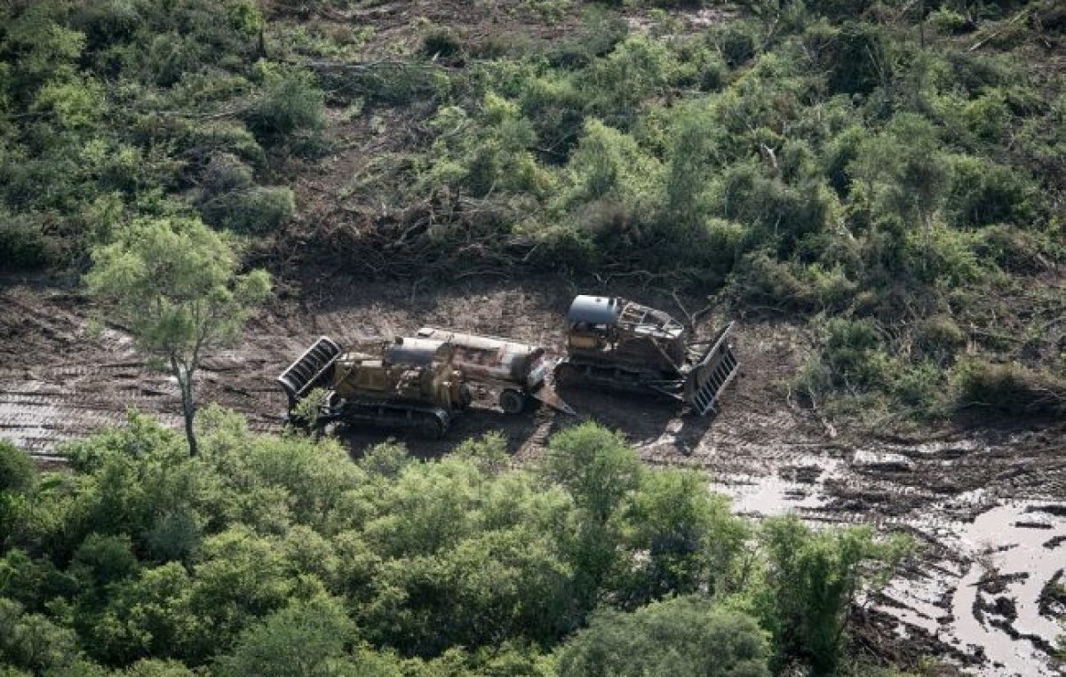 Desmontes en Salta: multan al empresario Braun Peña por destrucción de bosques nativos